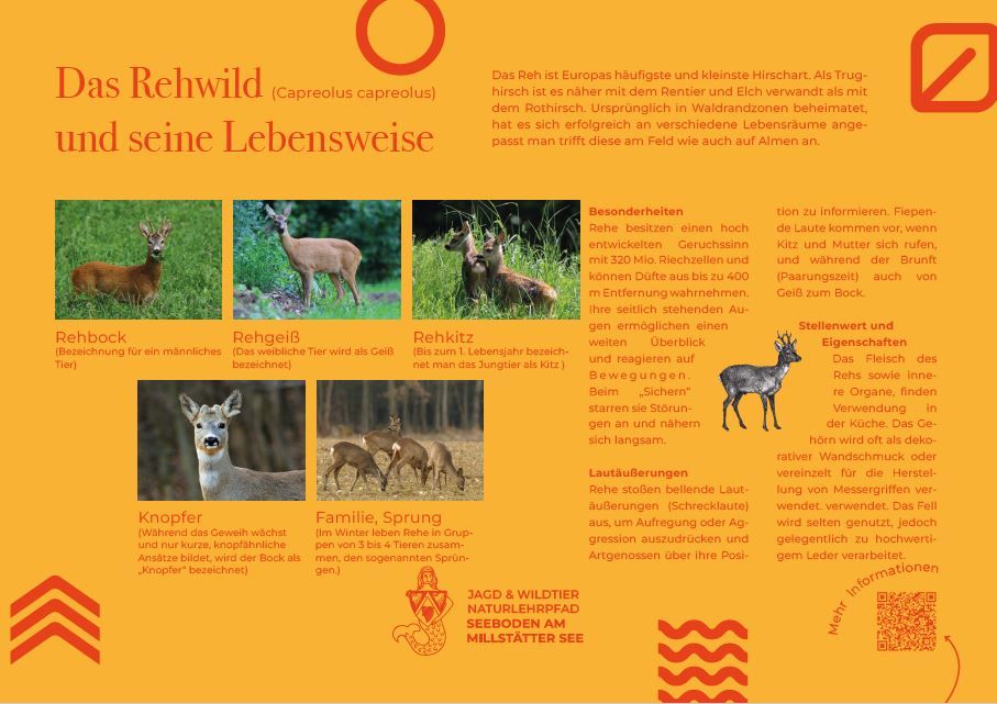 Sie sehen die Tafel mit allen Informationen zum Rehwild. Der QR- Code führt vom Lehrpfad auf diese Seite um alle Informationen zu erhalten.