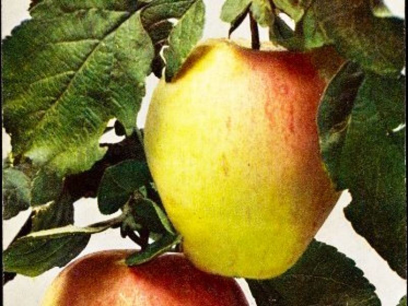 Ein länglicher gelber Apfel mit roter Wange hängt an einem Ast.